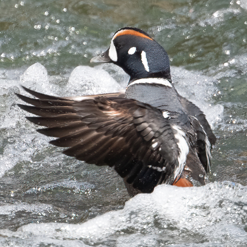 Duck flying out of water