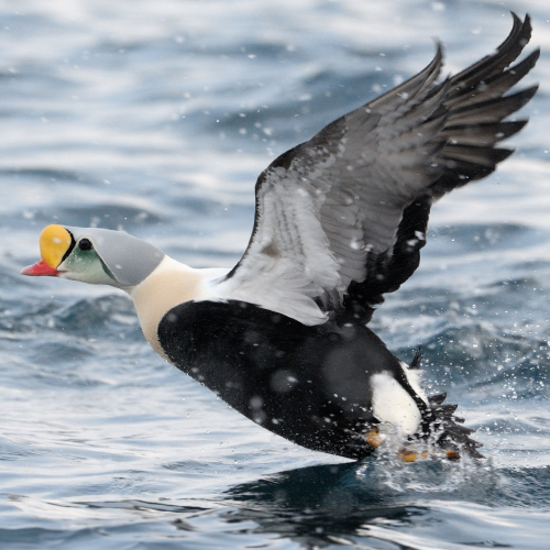 Duck flying out of water