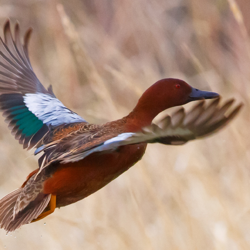 Flying Duck