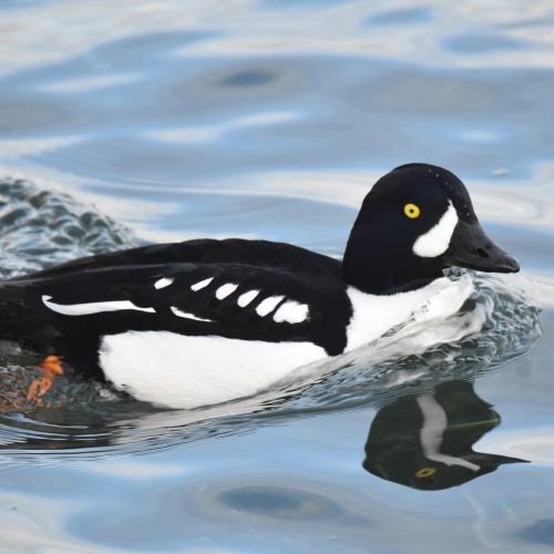 Floating Duck