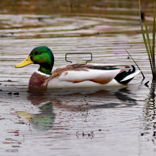 Duck Decoy