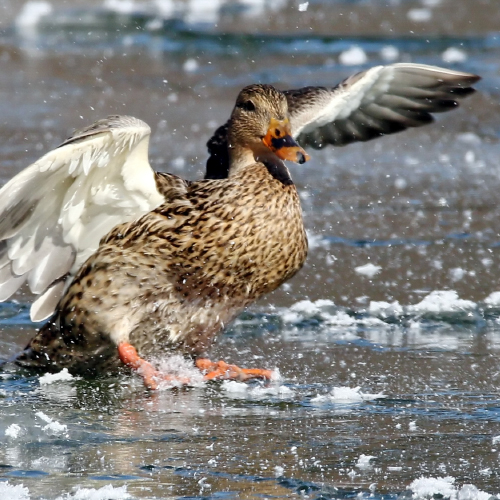 Duck on a frozen lake