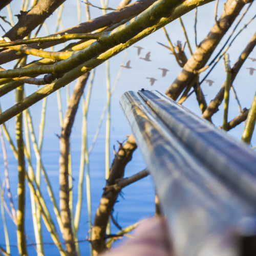 Hunter aiming at flying ducks