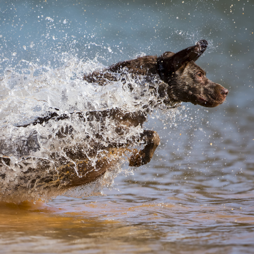 Dog running through the water