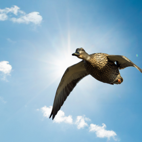 Duck flying in the sky