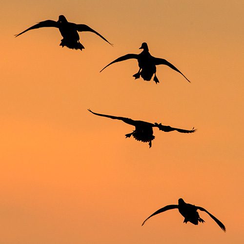 SILLOHETTES OF DUCKS FLYING